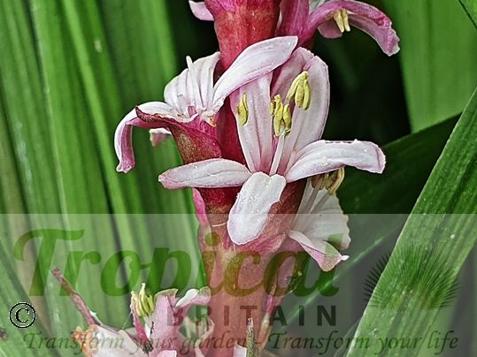 Reineckea carnea