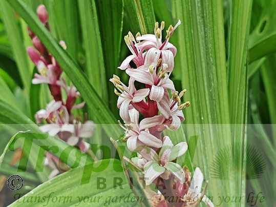 Reineckea carnea