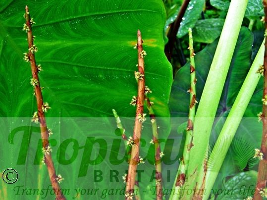 Remusatia hookeriana