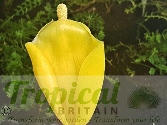Remusatia vivipara - the spathe in its reflexed position two days after opening