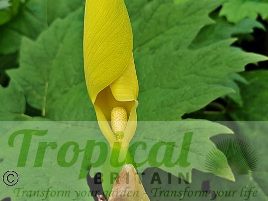 Remusatia vivipara