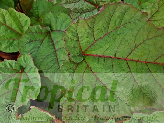 Rheum 'Ace of Hearts'