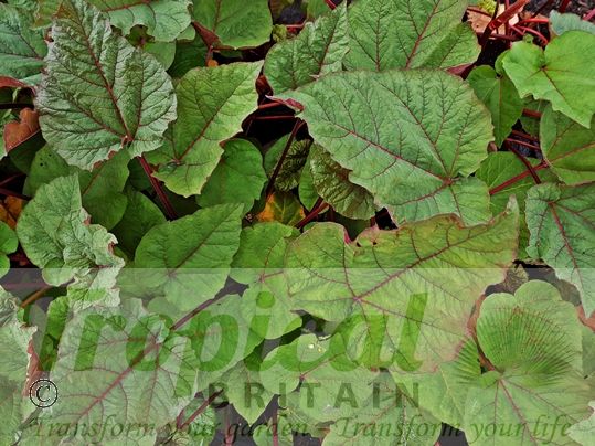 Rheum 'Ace of Hearts'