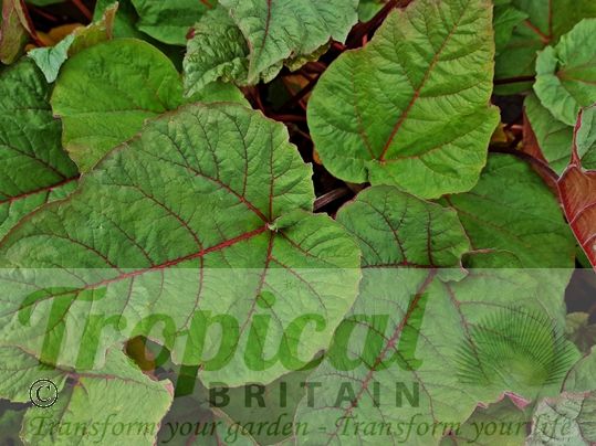 Rheum 'Ace of Hearts'