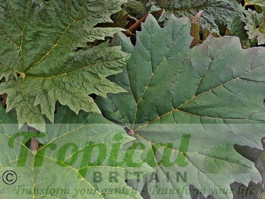 Rheum palmatum 'Atrosanguineum'