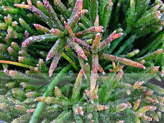 Rhipsalis burchellii