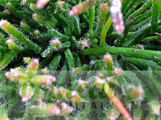 Rhipsalis burchellii
