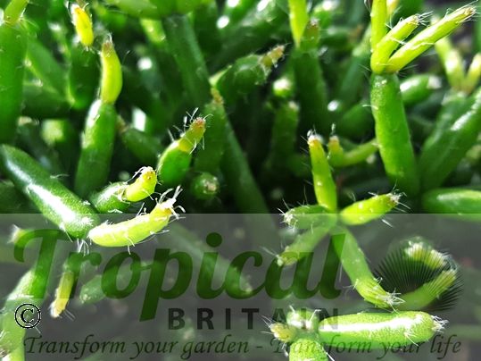 Rhipsalis burchellii
