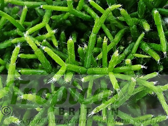 Rhipsalis cereuscula