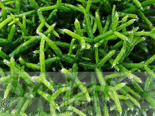 Rhipsalis cereuscula
