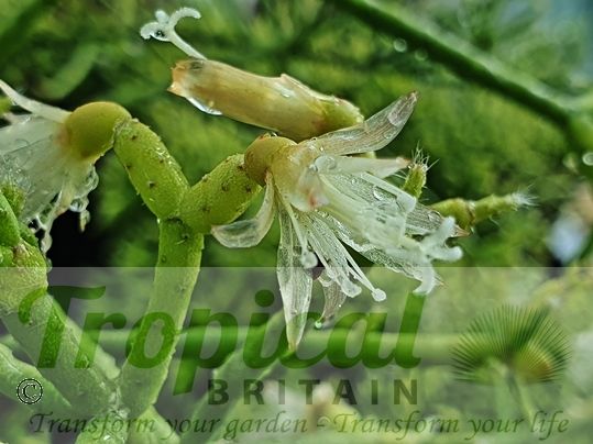 Rhipsalis cereuscula