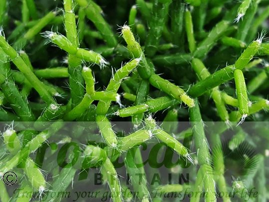 Rhipsalis cereuscula