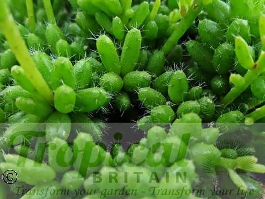 Rhipsalis mesembryanthemoides