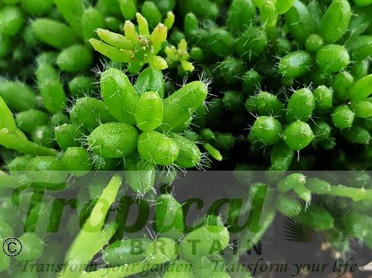 Rhipsalis mesembryanthemoides