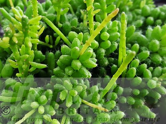 Rhipsalis mesembryanthemoides