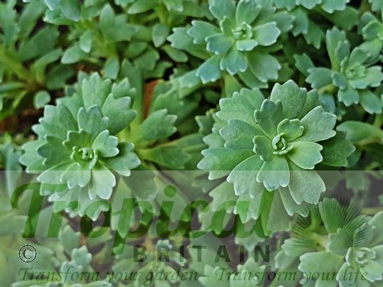 Rhodiola pachycladus