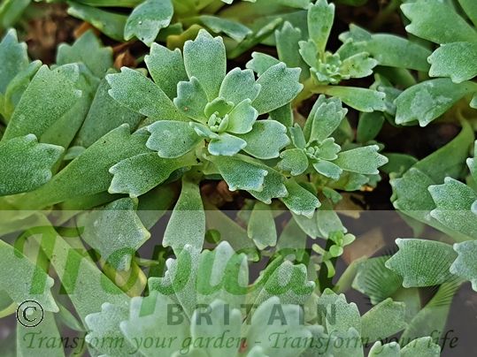 Rhodiola pachycladus