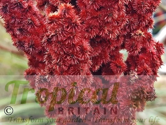 Rhus typhina