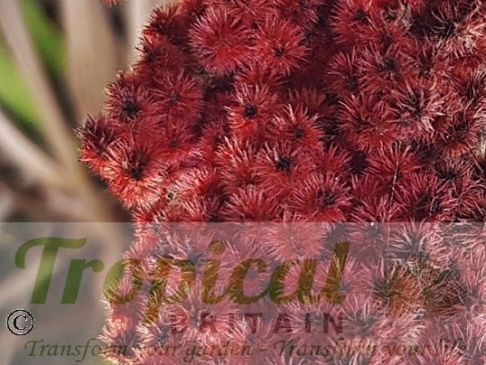 Rhus typhina