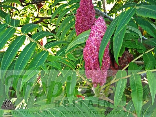 Rhus typhina