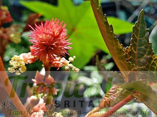 Ricinus communis 'Impala'