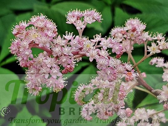 Rodgersia aesculifolia 'Purdomii'