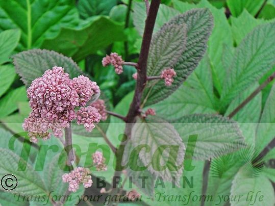Rodgersia aesculifolia 'Purdomii'