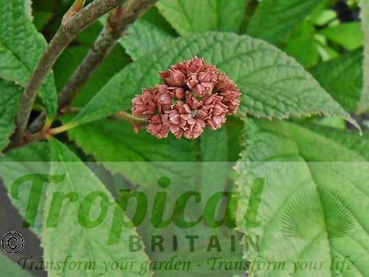 Rodgersia aesculifolia 'Purdomii'