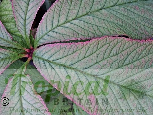 Rodgersia aesculifolia 'Purdomii'