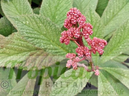 Rodgersia aesculifolia 'Purdomii'