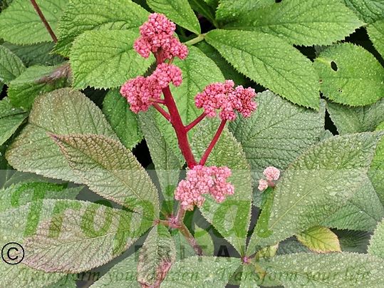 Rodgersia aesculifolia 'Purdomii'