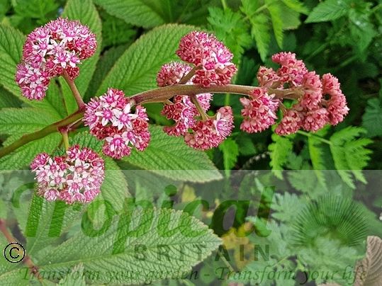 Rodgersia aesculifolia 'Purdomii'﻿