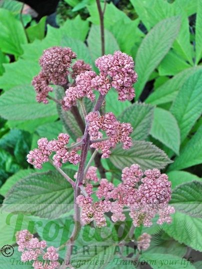 Rodgersia aesculifolia 'Purdomii'