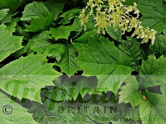 Rodgersia podophylla 'Smaragd'