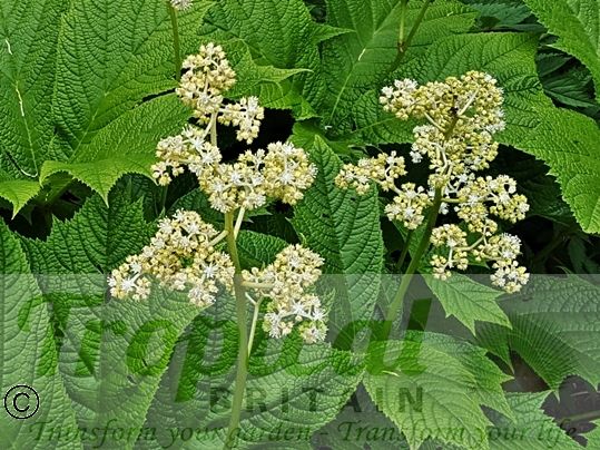 Rodgersia podophylla 'Smaragd'