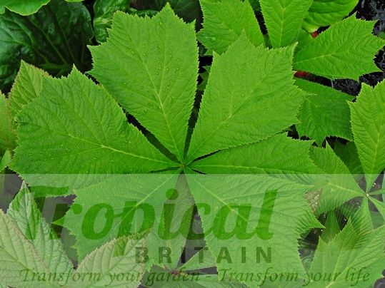 Rodgersia podophylla 'Smaragd'