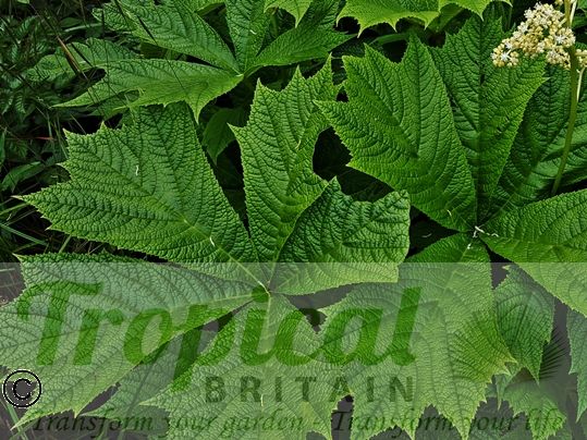 Rodgersia podophylla 'Smaragd'