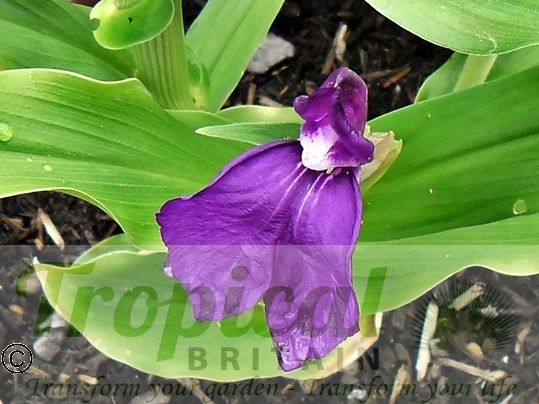 Roscoea alpina