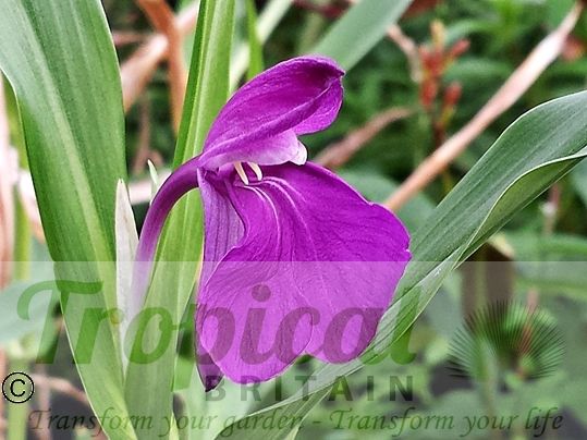 Roscoea alpina