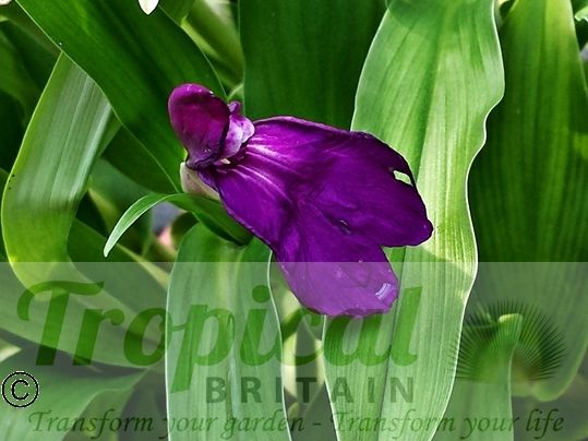Roscoea alpina
