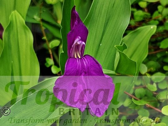 Hippeastrum papilio﻿