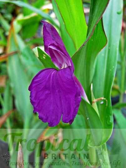 Roscoea auriculata
