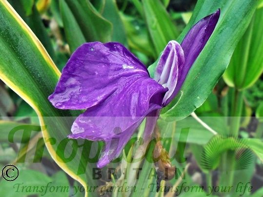 Roscoea auriculata