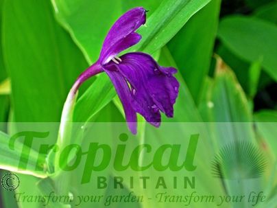 Roscoea auriculata