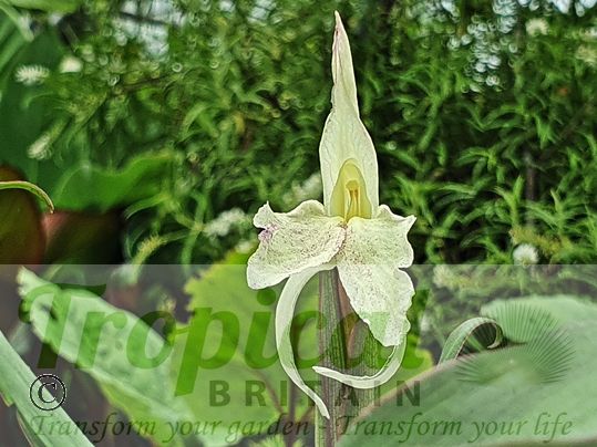 Roscoea cautleyoides