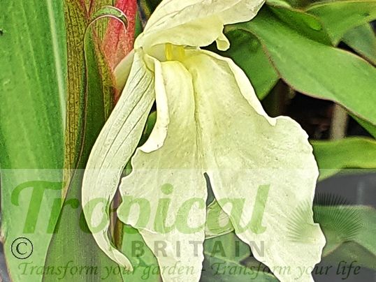 Roscoea cautleyoides