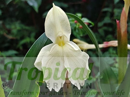 Roscoea cautleyoides 'Kew Beauty'