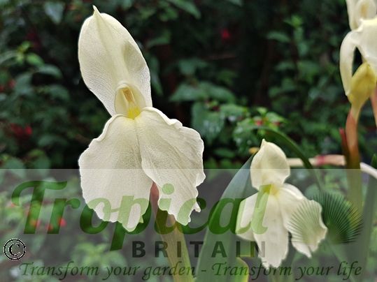Roscoea cautleyoides 'Kew Beauty'
