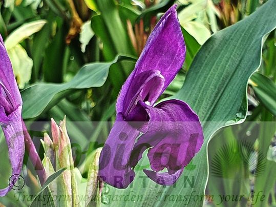 Roscoea purpurea