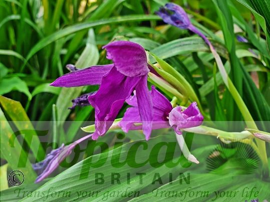 Roscoea purpurea